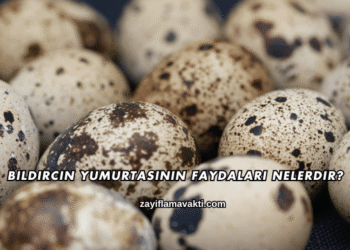 Bıldırcın Yumurtasının Faydaları Nelerdir?
