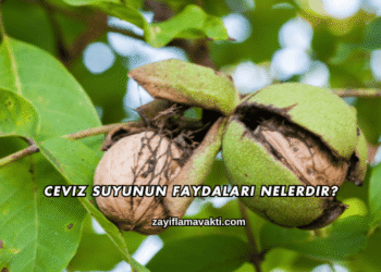 Ceviz Suyunun Faydaları Nelerdir?