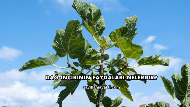 Dağ İncirinin Faydaları Nelerdir?