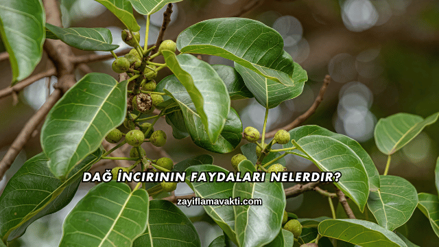 Dağ İncirinin Faydaları Nelerdir?