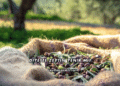 Diyette Zeytin Yenir mi?