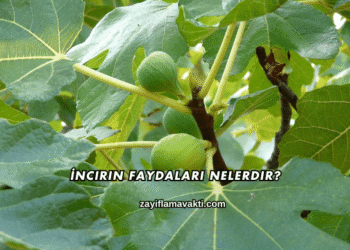 İncirin Faydaları Nelerdir?