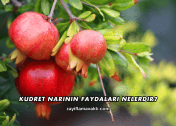 Kudret Narının Faydaları Nelerdir?