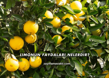 Limonun Faydaları Nelerdir?