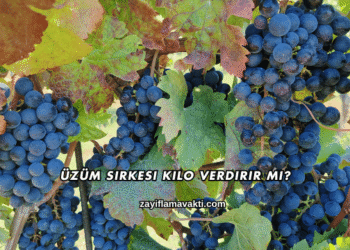 Üzüm Sirkesi Kilo Verdirir mi?