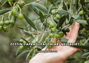 Zeytin Yaprağı Faydaları Nelerdir?