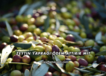 Zeytin Yaprağı Ödem Attırır mı?