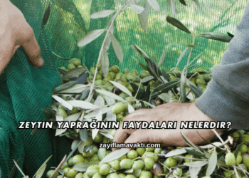Zeytin Yaprağının Faydaları Nelerdir?