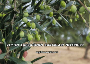 Zeytin Yaprağının Zararları Nelerdir?